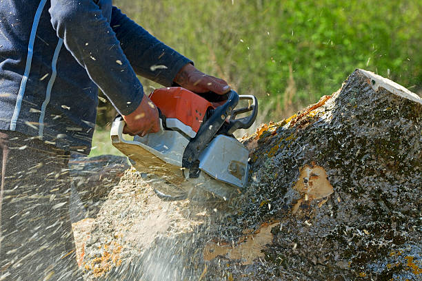 Lawn Grading and Leveling in Highland, AR